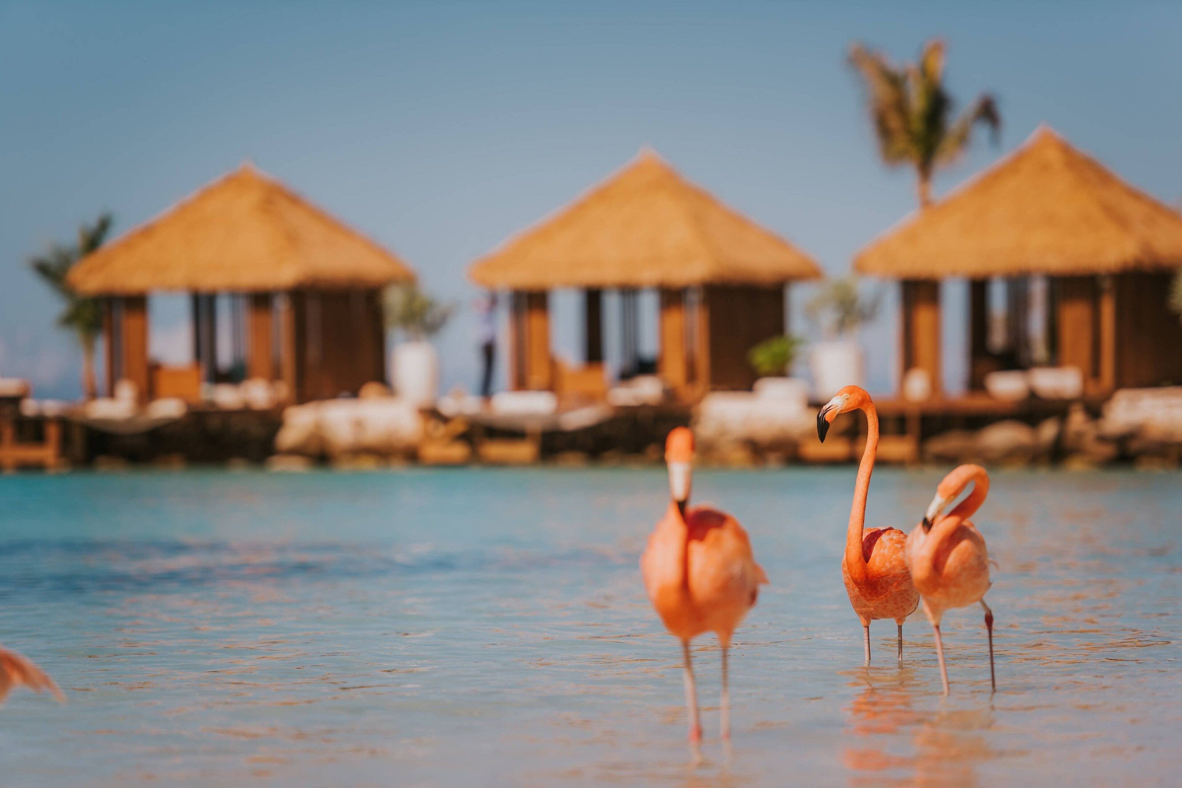 Renaissance Aruba Resort & Casino All-Inclusive Resort